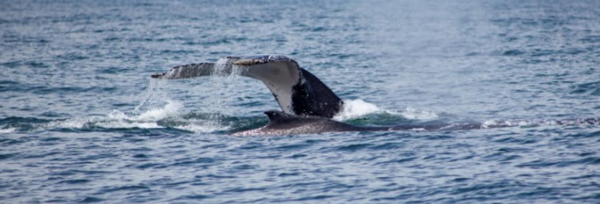 Dirección General Marítima está preparada para recibir las ballenas jorobadas en el Pacífico Colombiano