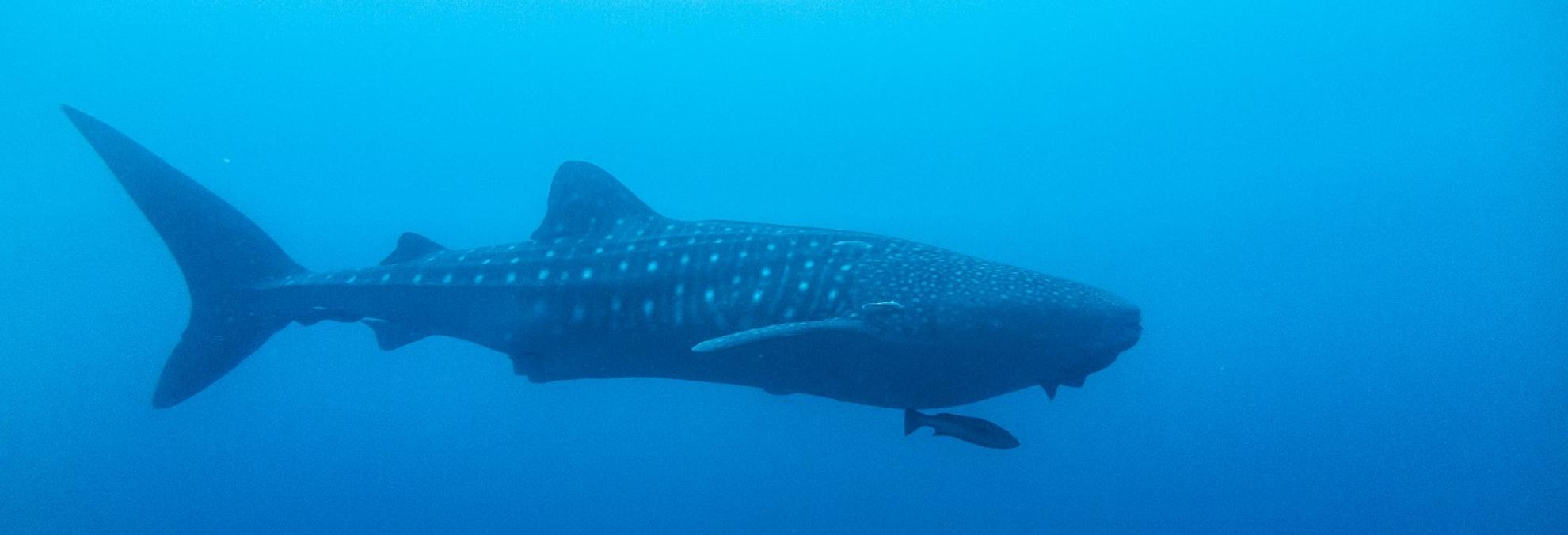 Protocolos de bioseguridad, una apuesta del ecoturismo en las áreas protegidas del Pacífico